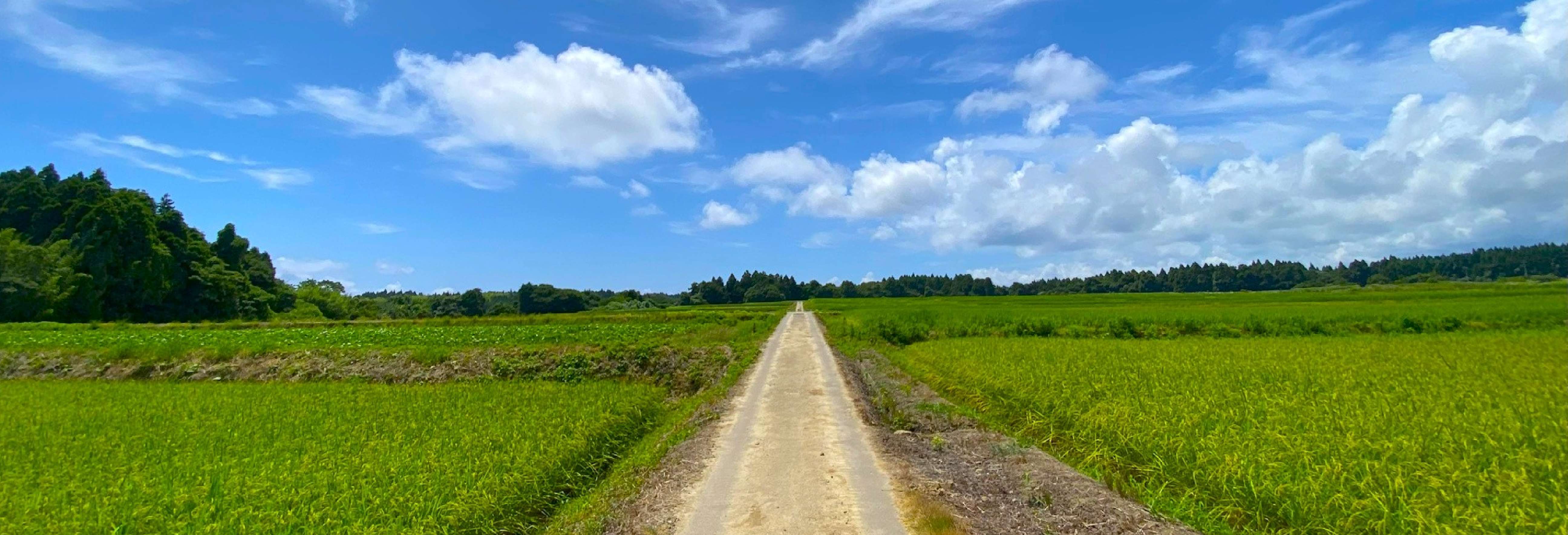 農場の風景