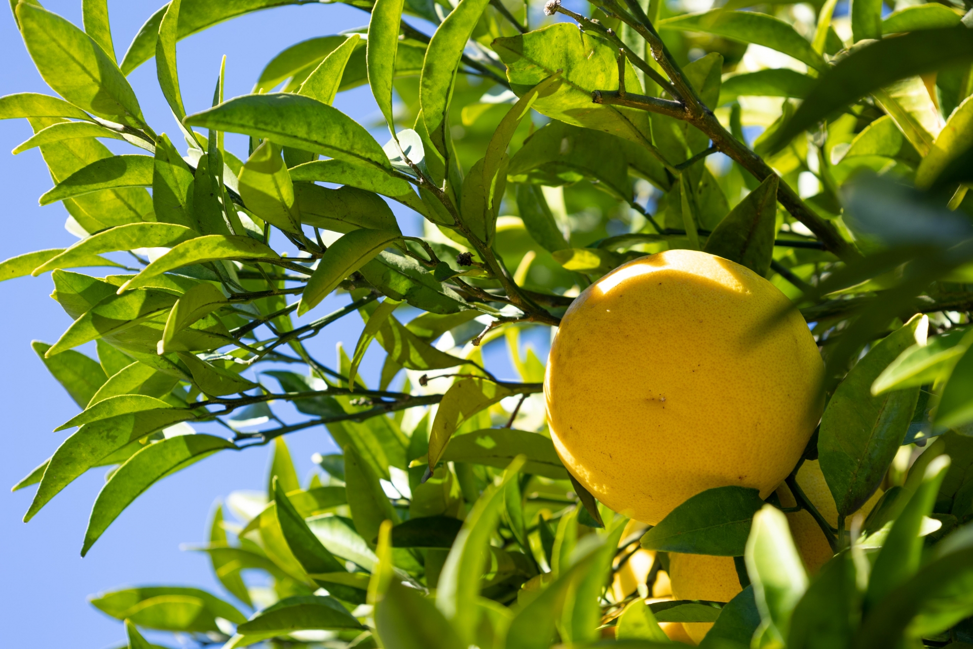 深刻な人手不足から一転。特定技能外国人の活動が、農園の未来を切り拓く